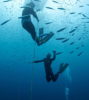 Two divers underwater with a school of fish